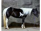 Black & White Tobiano Filly