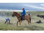 RARELY FROST GIRL â 2007 AQHA Red Dun Mare x Rarely Silent x Rare Form out