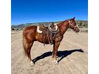 SCOOBS â 2014 GRADE Quarter Horse Sorrel Gelding! Go to