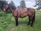 SNICKLE FRITZ â 2012 GRADE Quarter Horse Bay Gelding! Go to