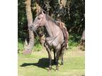 SPADE â 2013 GRADE Quarter Horse Grullo Gelding! Go to