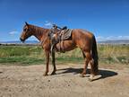 SUGAR PEPTO GIRL â 2013 AQHA Red Roan Mare x Seafield Pepto Blue x CGOS