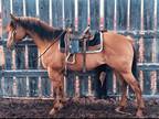 WS PAYDAY HANDLER â 2017 AQHA Red Dun Gelding x Guys Payday x Frenchmans