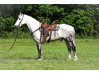 Very Gentle and Well Broke Dapple Gray Andalusian Quarter Horse Cross Gelding