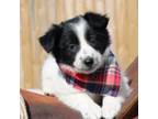 Border Collie Puppy for sale in Navarre, OH, USA