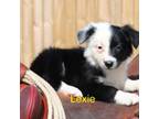 Border Collie Puppy for sale in Navarre, OH, USA