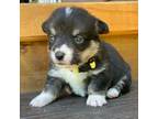 Pembroke Welsh Corgi Puppy for sale in Marshfield, MO, USA