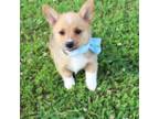 Pembroke Welsh Corgi Puppy for sale in Russellville, KY, USA