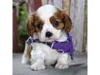 Cavalier King Charles Spaniel Puppy for sale in Ruston, LA, USA