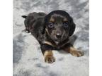 Dachshund Puppy for sale in Aiken, SC, USA