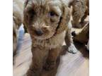 Mutt Puppy for sale in Aiken, SC, USA