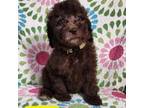 Mutt Puppy for sale in Aiken, SC, USA