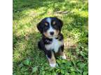 Bernese Mountain Dog Puppy for sale in Piedmont, MO, USA