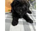 Shih-Poo Puppy for sale in Charleston, WV, USA