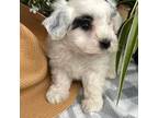 Shih-Poo Puppy for sale in Charleston, WV, USA