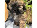 Shih-Poo Puppy for sale in Charleston, WV, USA