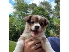 Pembroke Welsh Corgi Puppy for sale in Amelia Court House, VA, USA