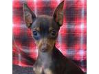 Miniature Pinscher Puppy for sale in Richland, MO, USA