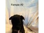 Schnauzer (Miniature) Puppy for sale in Mooresville, IN, USA