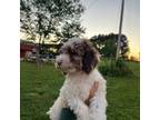 Poodle (Toy) Puppy for sale in Summertown, TN, USA