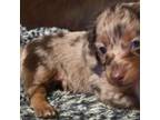 Dachshund Puppy for sale in Burlington, MA, USA
