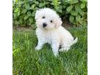 Bichon Frise Puppy for sale in Sugarcreek, OH, USA