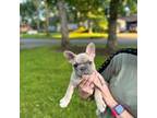 French Bulldog Puppy for sale in Hickory, NC, USA