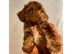 Shih-Poo Puppy for sale in Tilden, IL, USA