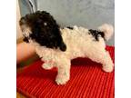 Shih-Poo Puppy for sale in Tilden, IL, USA