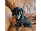 Dachshund Puppy for sale in New Port Richey, FL, USA