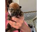 Shiba Inu Puppy for sale in Elizabethtown, KY, USA