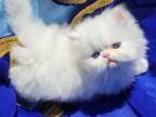 White Dollface Persian Male