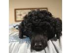 Poodle (Toy) Puppy for sale in Nocona, TX, USA