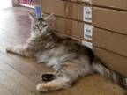 Torbie Maine Coon Female Retired Spayed