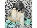 Pomeranian Puppy for sale in Trenton, GA, USA