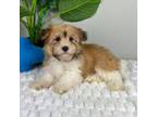 Havanese Puppy for sale in Indianapolis, IN, USA