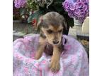 Mutt Puppy for sale in Selah, WA, USA