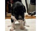 Mutt Puppy for sale in Borger, TX, USA