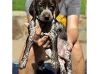 German Shorthaired Pointer Puppy for sale in Denison, TX, USA