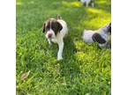 German Shorthaired Pointer Puppy for sale in Denison, TX, USA