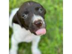 German Shorthaired Pointer Puppy for sale in Denison, TX, USA