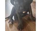 Cane Corso Puppy for sale in Kingston, PA, USA