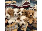 Cavalier King Charles Spaniel Puppy for sale in Saginaw, TX, USA