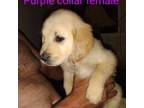 Golden Retriever Puppy for sale in Amelia Court House, VA, USA