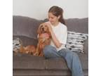 Reliable Pet Sitter in Ipswich, England Affordable Hourly Rates