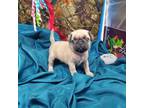 Pug Puppy for sale in Vinemont, AL, USA
