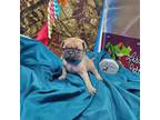 Pug Puppy for sale in Vinemont, AL, USA