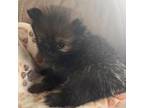 Pomeranian Puppy for sale in Kenosha, WI, USA