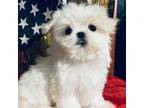 Maltese Puppy for sale in Walnut Ridge, AR, USA