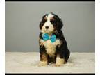 Wapoo Puppy for sale in Chatsworth, GA, USA